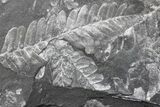 Wide Fossil Seed Fern Plate - Pennsylvania #73159-1